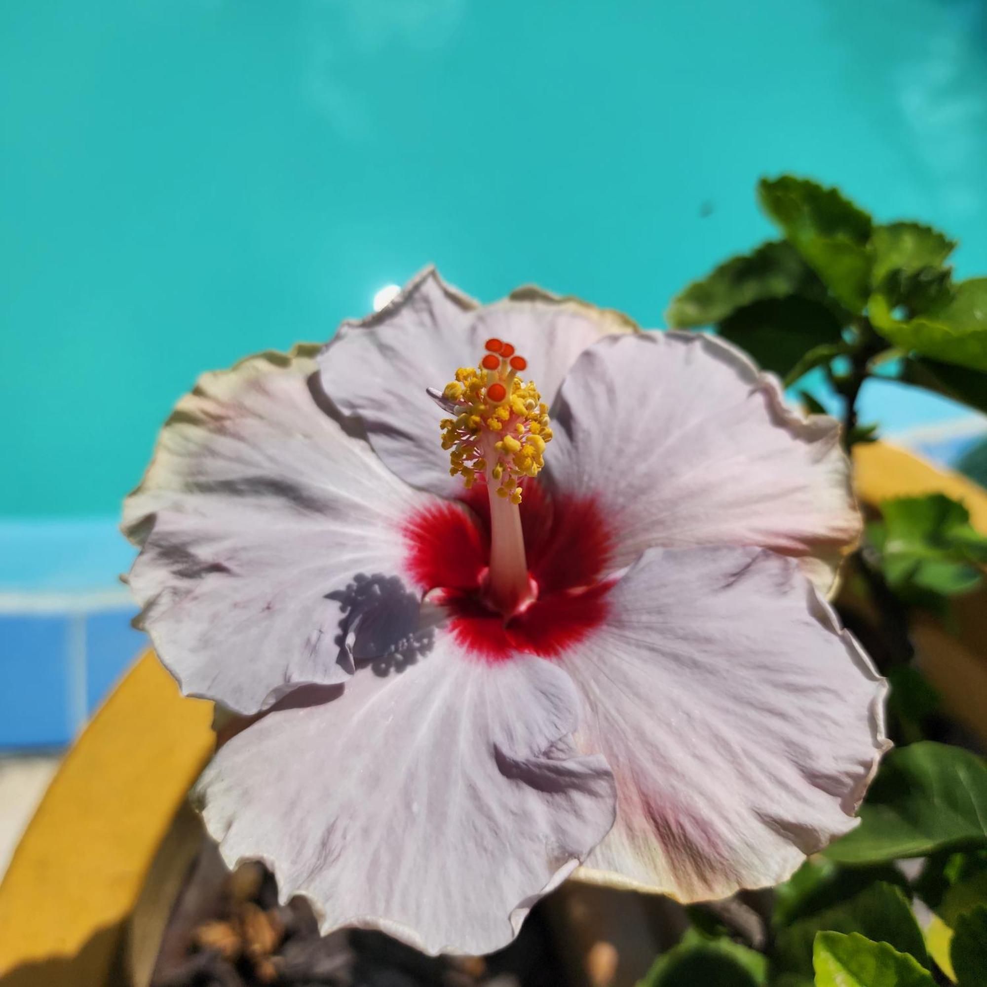 Mandala Dreams Pousada E Portal Holistico Maceió Exteriör bild