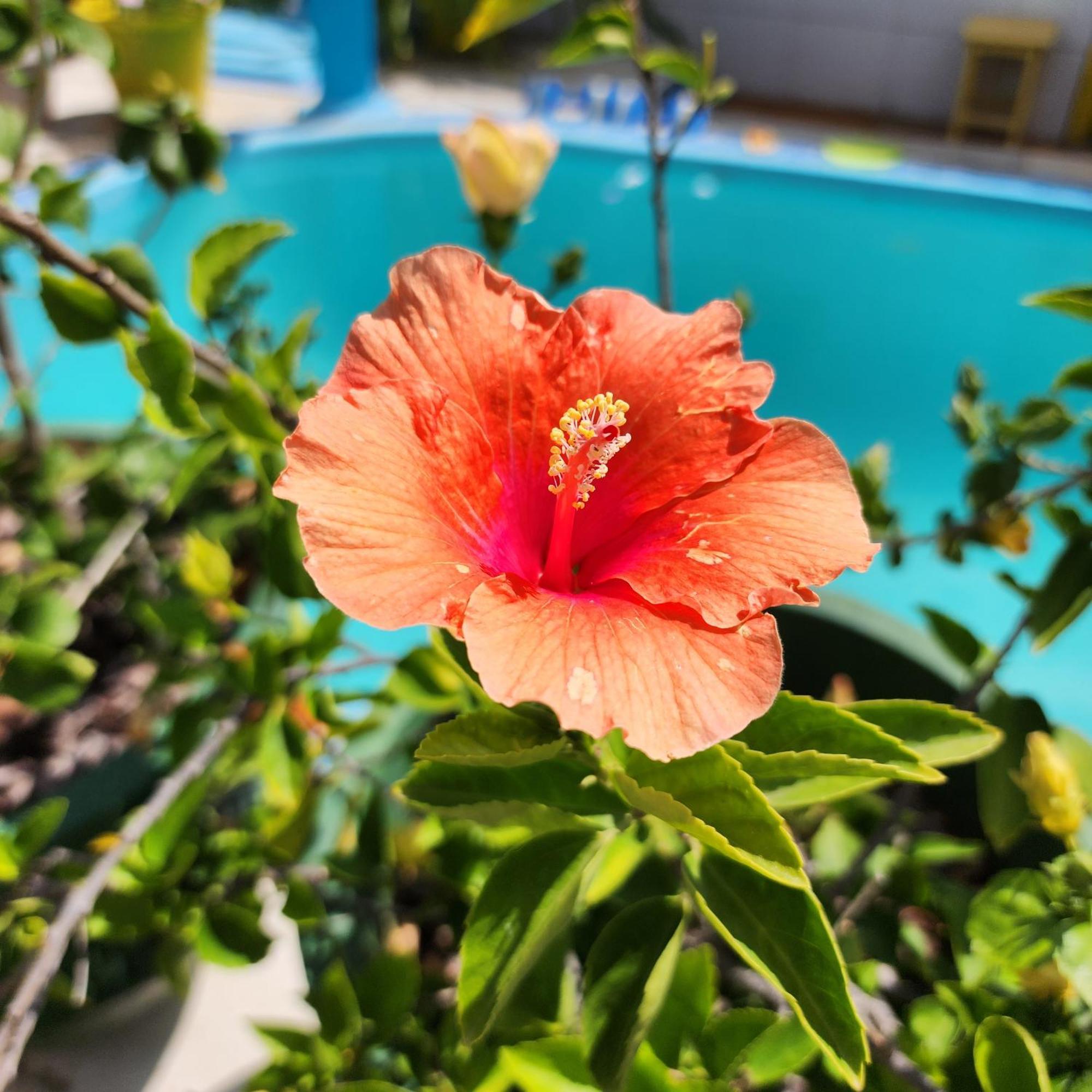 Mandala Dreams Pousada E Portal Holistico Maceió Exteriör bild